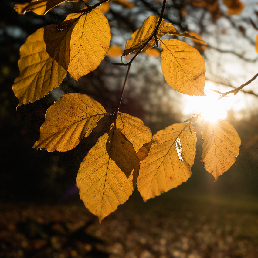 4711 blatt-SAM_0671-1-Kopie.jpg